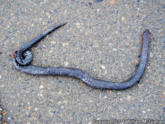 Western Mudsnake (Farancia abacura reinwardtii)