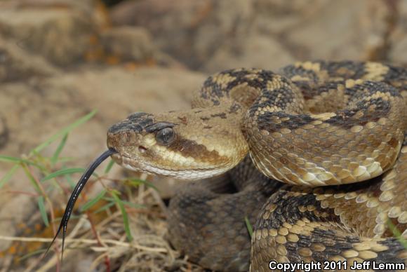 Northern Black-tailed Rattlesnake (Crotalus molossus molossus)