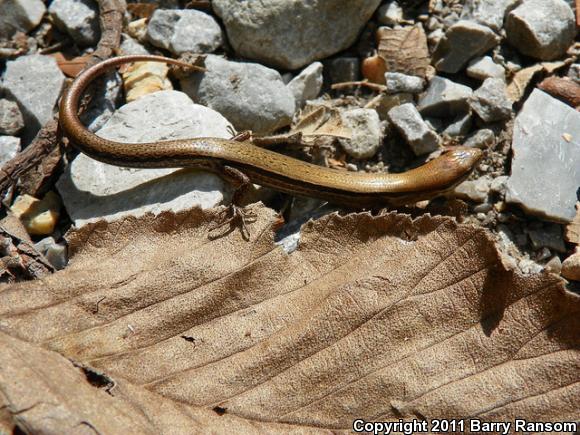 Little Brown Skink (Scincella lateralis)