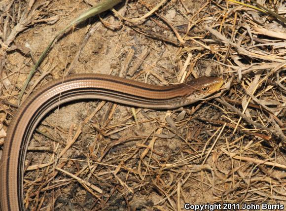 Western Slender Glass Lizard (Ophisaurus attenuatus attenuatus)