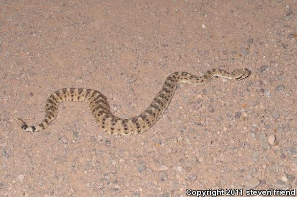 Sonoran Sidewinder (Crotalus cerastes cercobombus)