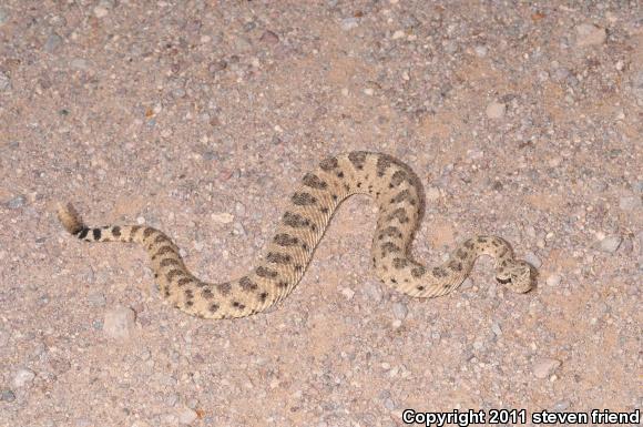 Sonoran Sidewinder (Crotalus cerastes cercobombus)