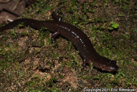 Southern Dusky Salamander (desmognathus Auriculatus)