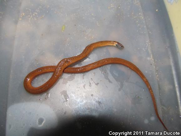 Florida Red-bellied Snake (Storeria occipitomaculata obscura)