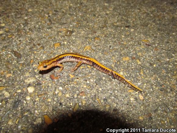 Three-lined Salamander (Eurycea guttolineata)