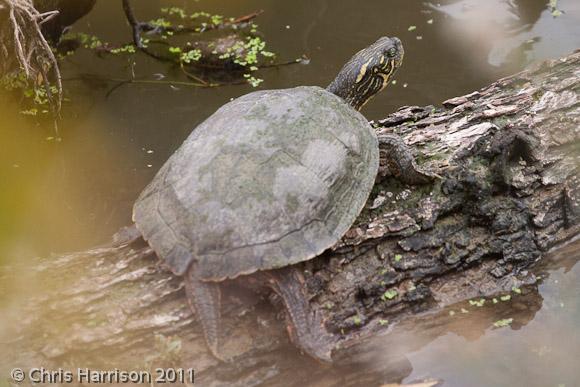 Texas Cooter (Pseudemys texana)