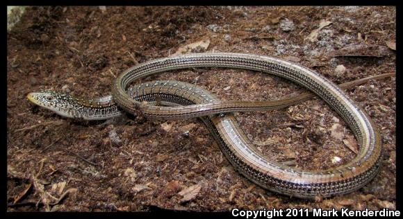 Eastern Slender Glass Lizard (Ophisaurus attenuatus longicaudus)