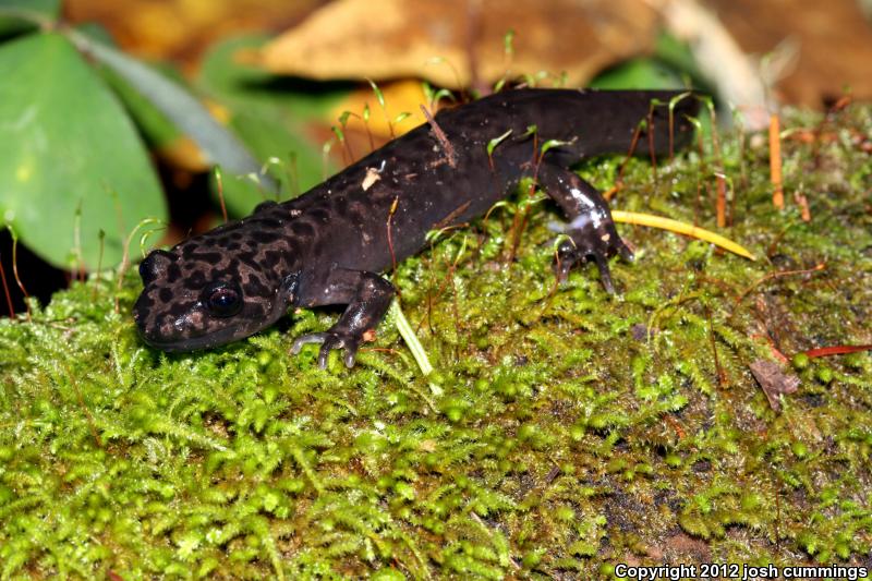 California Giant Salamander (Dicamptodon ensatus)