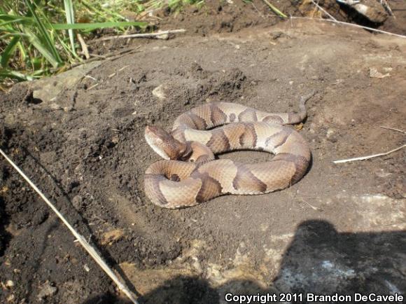 Osage Copperhead (Agkistrodon contortrix phaeogaster)