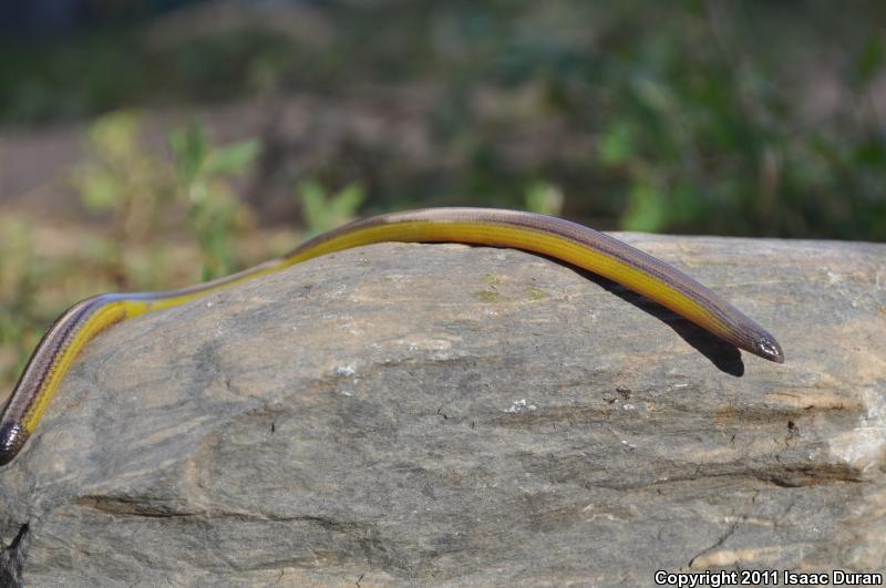 California Legless Lizard (Anniella pulchra)