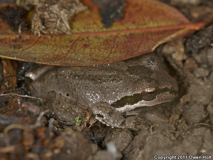 Sierran Treefrog (Pseudacris sierra)