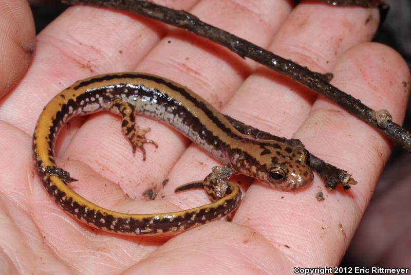 Three-lined Salamander (Eurycea guttolineata)