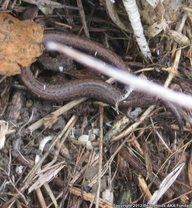 Garden Slender Salamander (Batrachoseps major major)