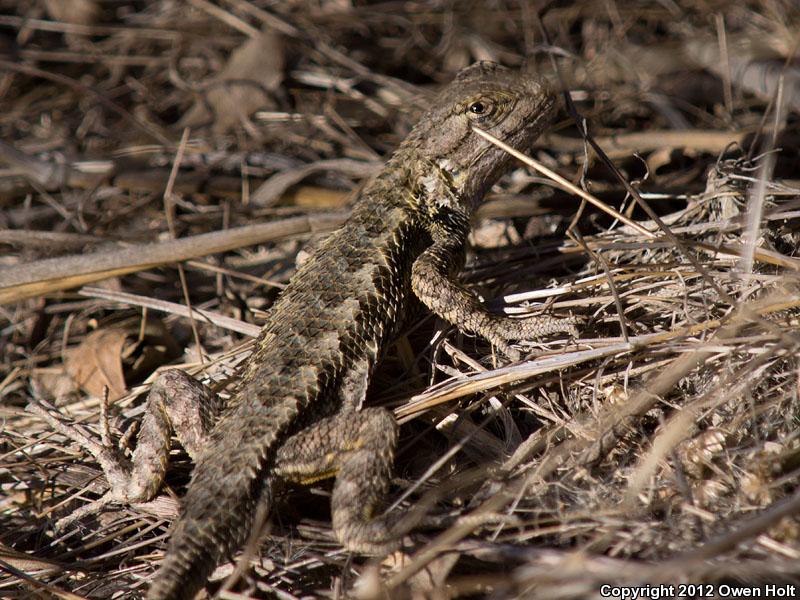 Coast Range Fence Lizard (Sceloporus occidentalis bocourtii)