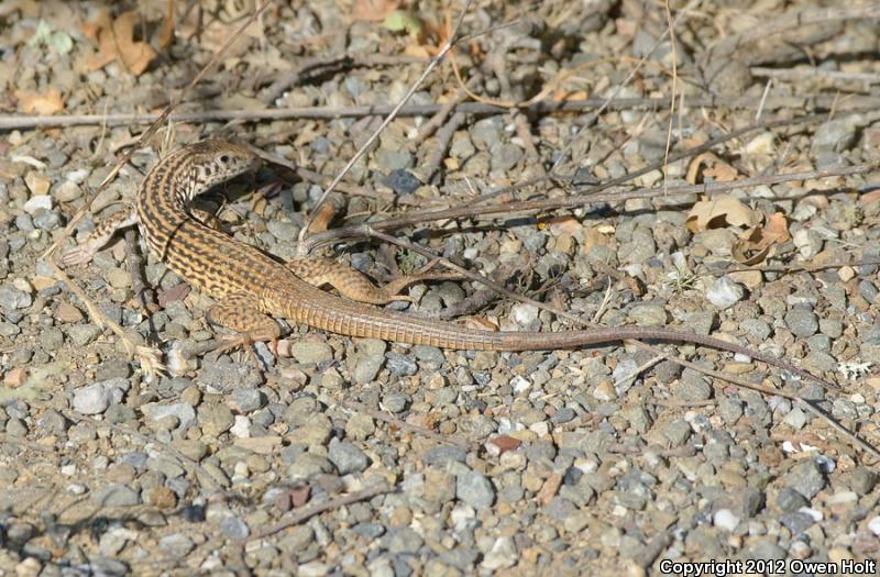 California Whiptail (Aspidoscelis tigris munda)