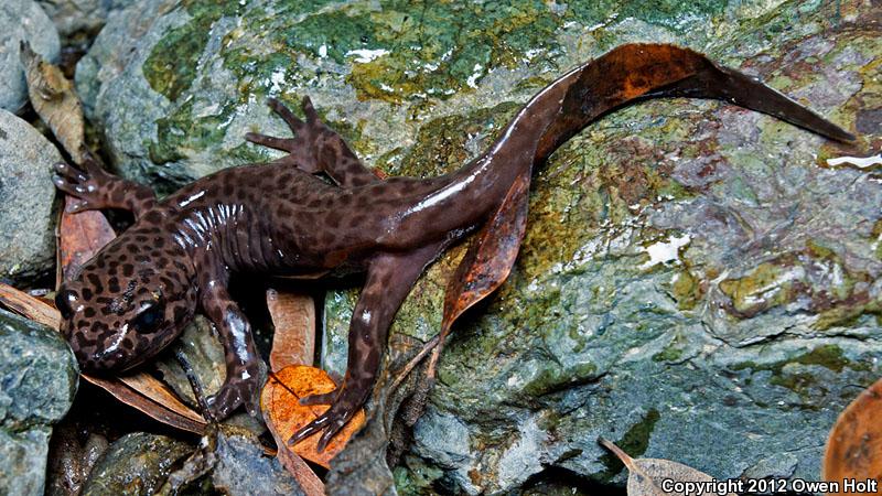 California Giant Salamander (Dicamptodon ensatus)