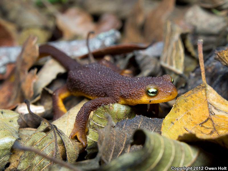 Coast Range Newt (Taricha torosa torosa)