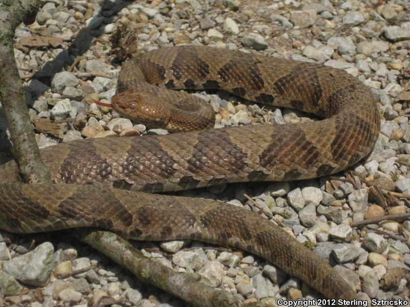 Northern  Copperhead (Agkistrodon contortrix mokasen)