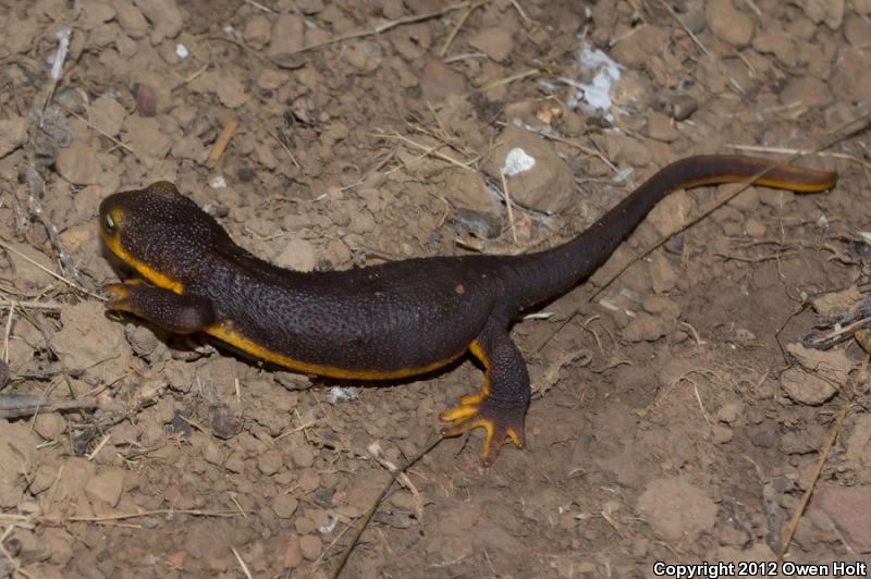 Coast Range Newt (Taricha torosa torosa)