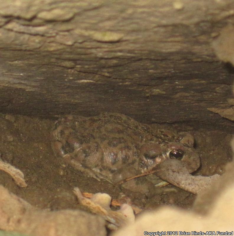 Southern California Toad (Anaxyrus boreas halophilus)