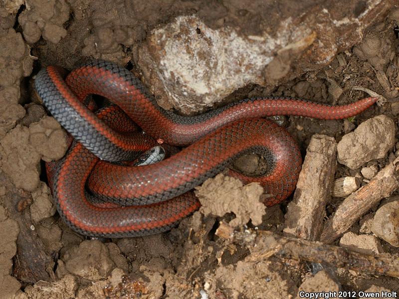 Sharp-tailed Snake (Contia tenuis)