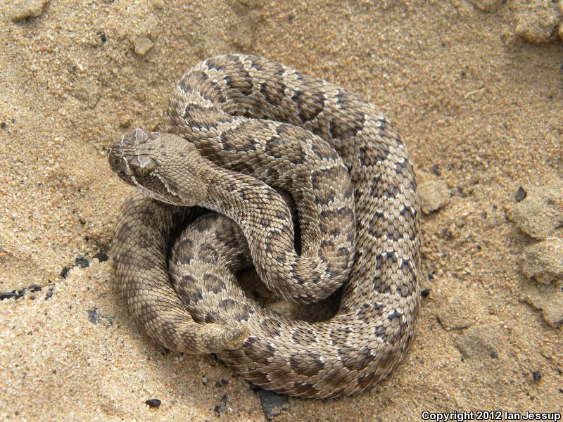 Prairie Rattlesnake (Crotalus viridis)