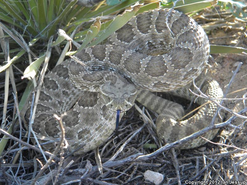 Prairie Rattlesnake (Crotalus viridis)