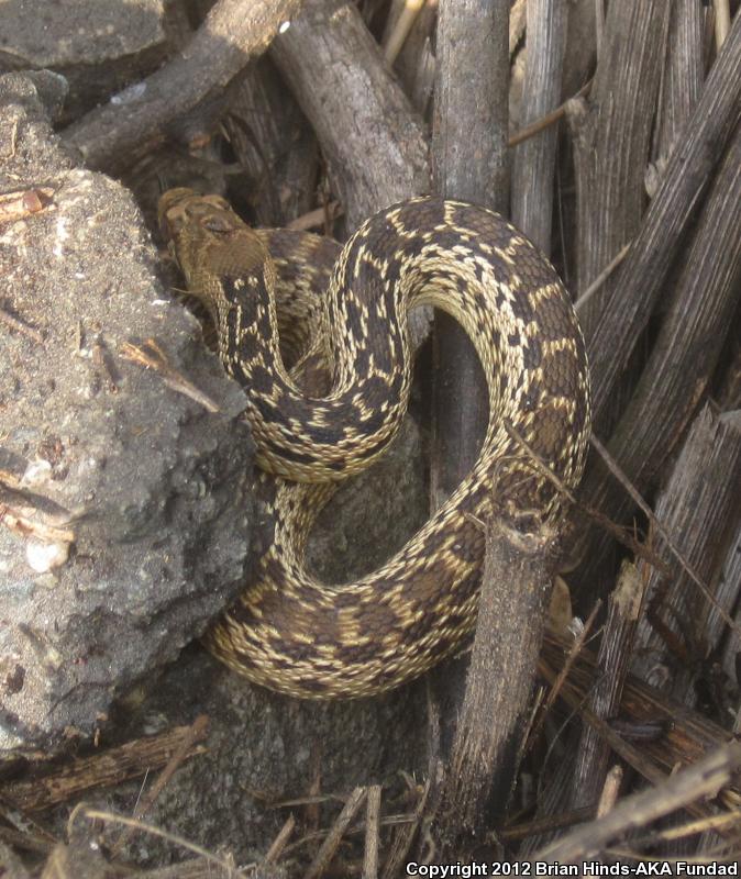 San Diego Gopher Snake (Pituophis catenifer annectens)