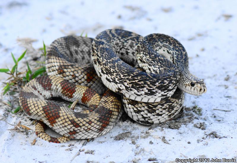 Florida Pinesnake (Pituophis melanoleucus mugitus)