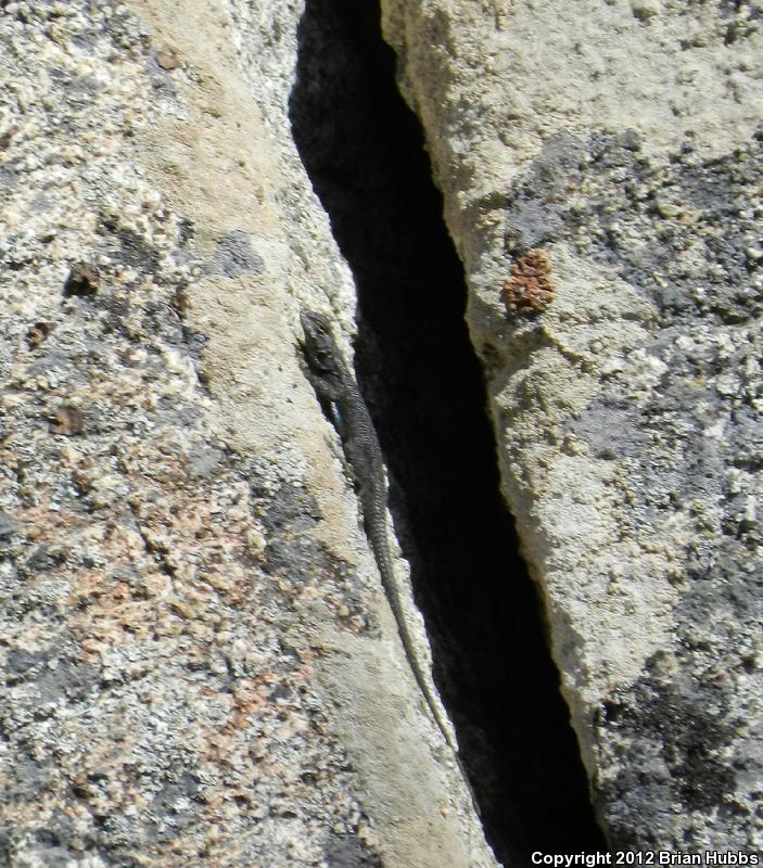 Sierra Fence Lizard (Sceloporus occidentalis taylori)