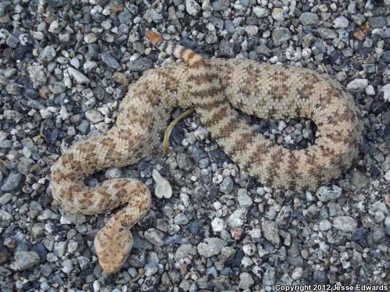 Southern California 2012 - Field Herp Forum