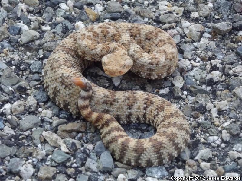 Southern California 2012 - Field Herp Forum