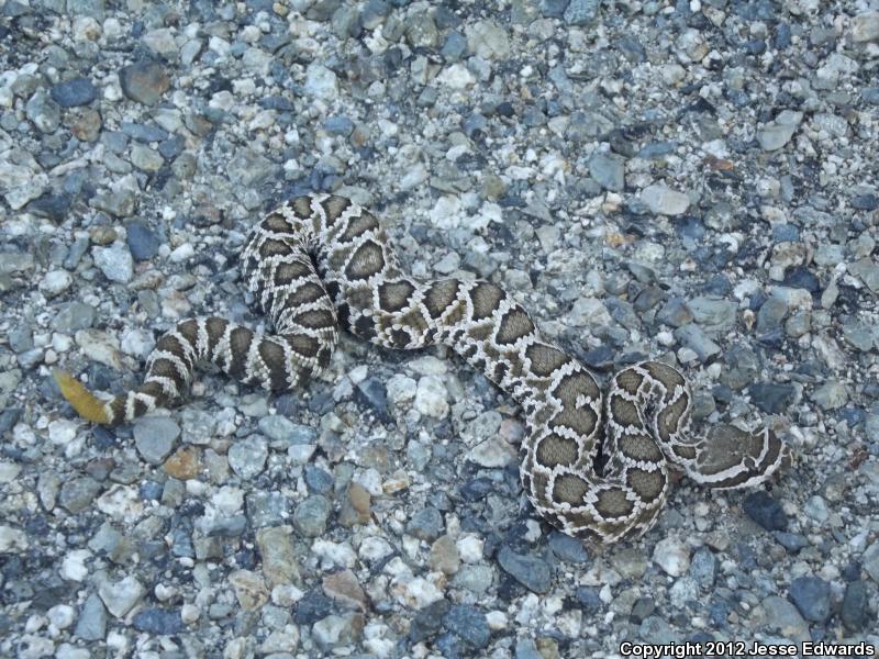 Southern California 2012 - Field Herp Forum