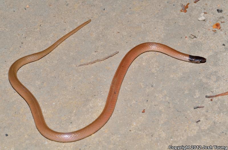 Central Florida Crowned Snake (Tantilla relicta neilli)