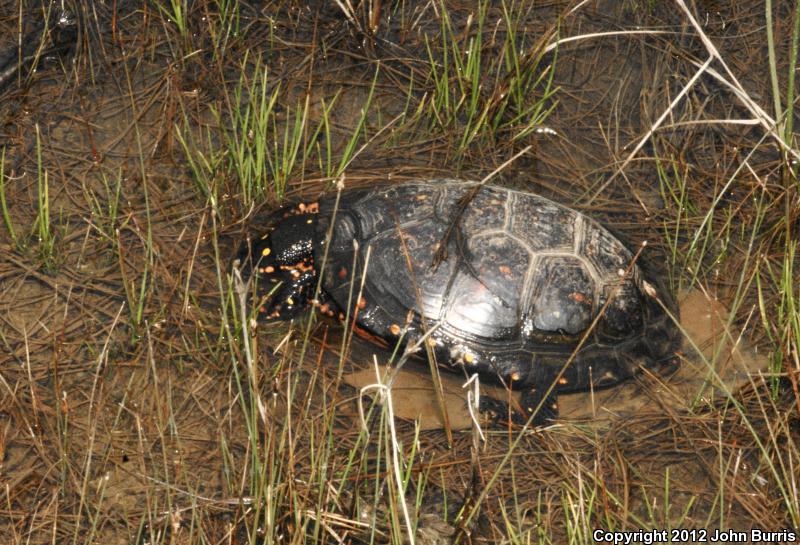 Spotted Turtle (Clemmys guttata)