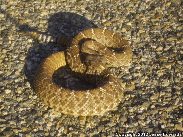 Southern California 2012 - Field Herp Forum