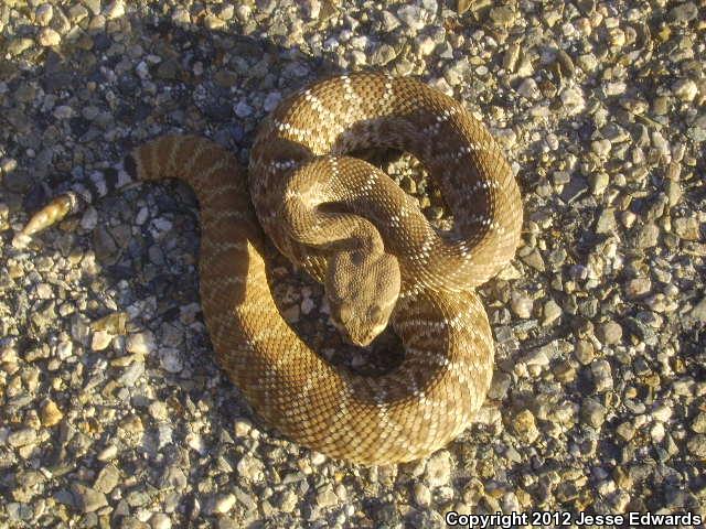 Southern California 2012 - Field Herp Forum