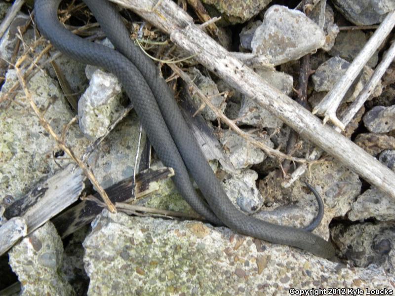 Northern Ring-necked Snake (Diadophis punctatus edwardsii)