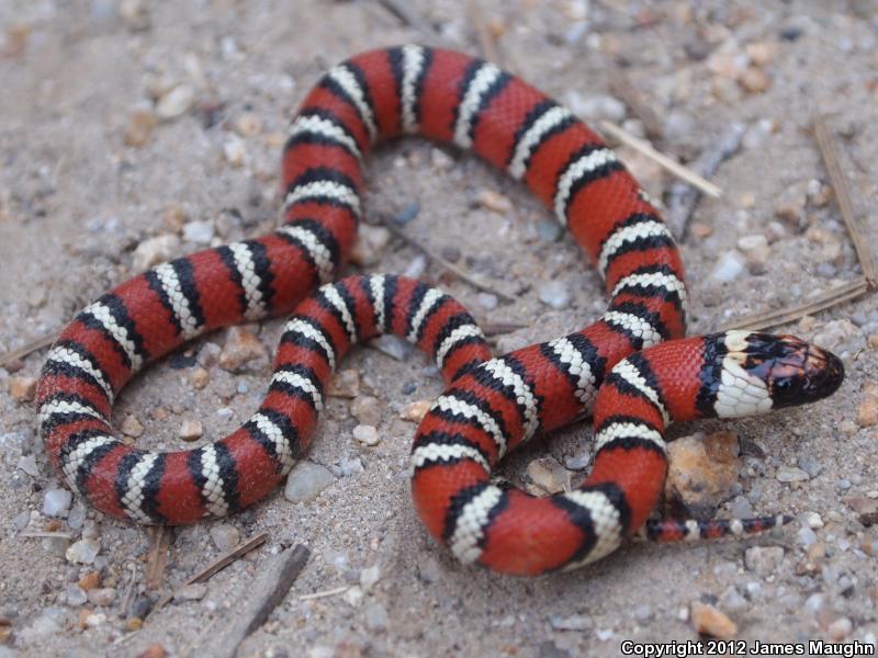 Coast Mountain Kingsnake (Lampropeltis zonata multifasciata)