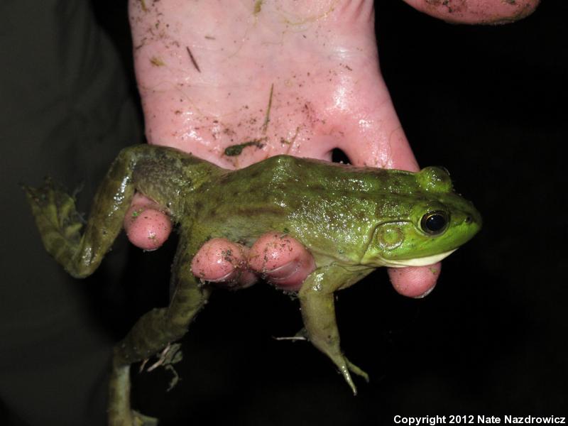 American Bullfrog (Lithobates catesbeianus)