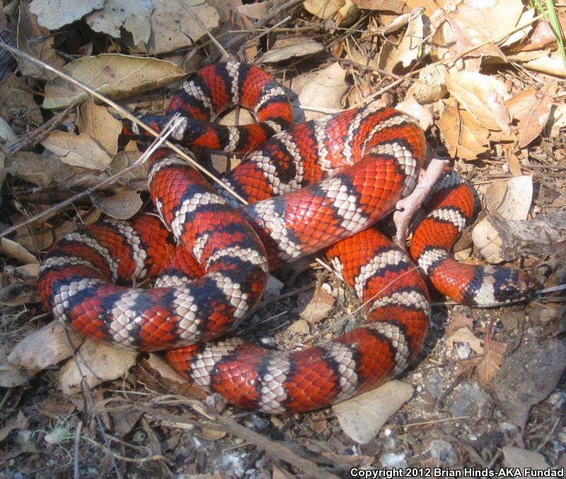 Coast Mountain Kingsnake (Lampropeltis zonata multifasciata)