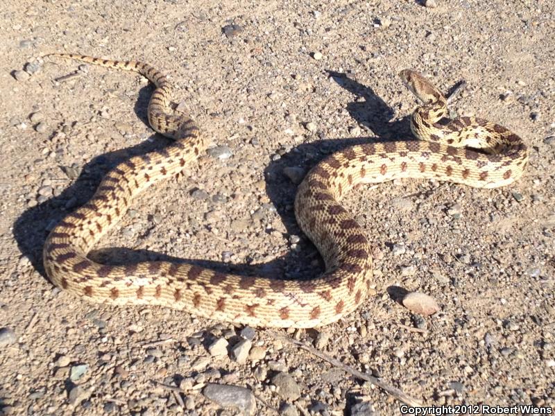 Pacific Gopher Snake (Pituophis catenifer catenifer)