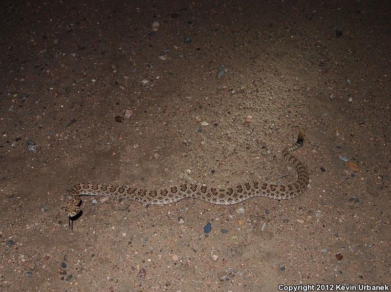 Prairie Rattlesnake (Crotalus viridis)