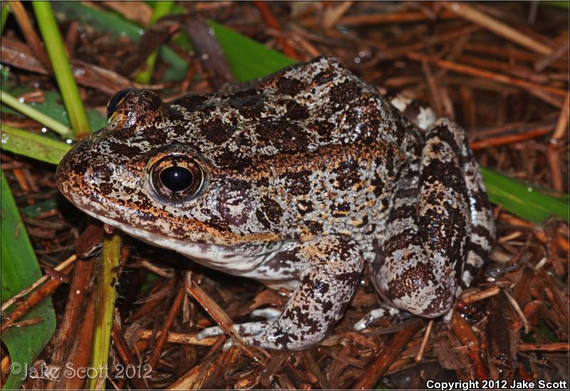 Gopher Frog (Lithobates capito)