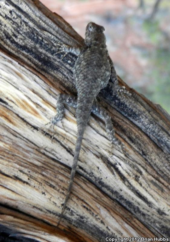 Clark's Spiny Lizard (Sceloporus clarkii)