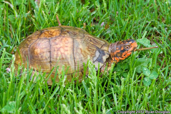 Three-toed Box Turtle (Terrapene carolina triunguis)