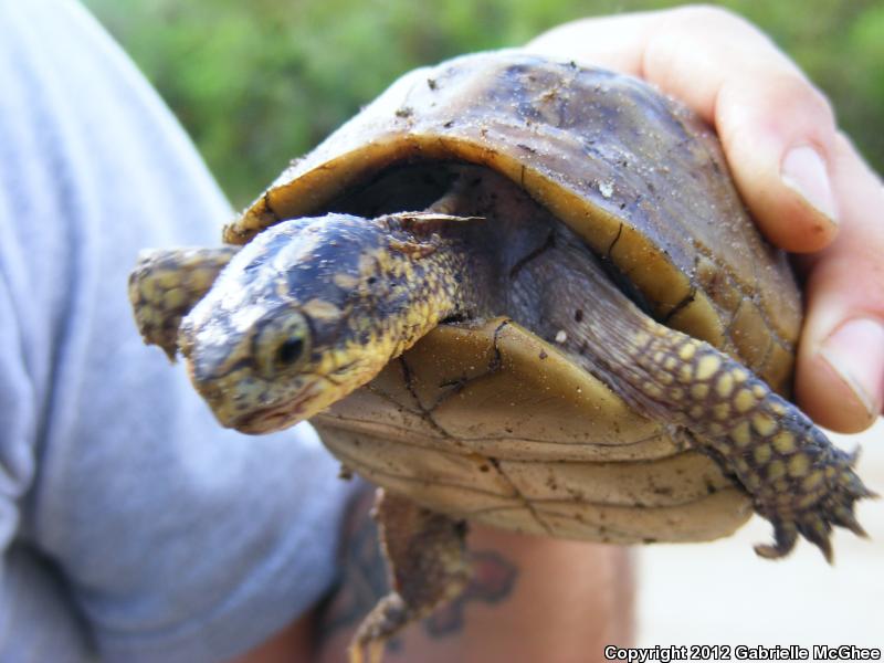 Florida Box Turtle (Terrapene carolina bauri)