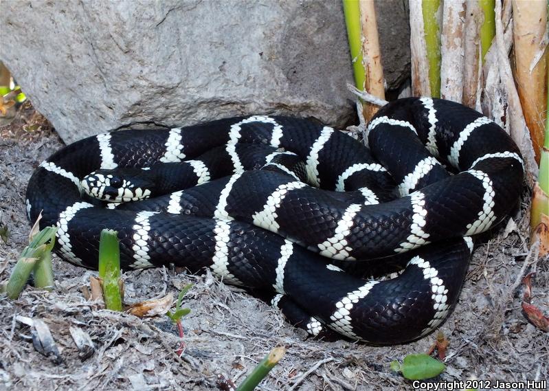 California Kingsnake (Lampropeltis getula californiae)