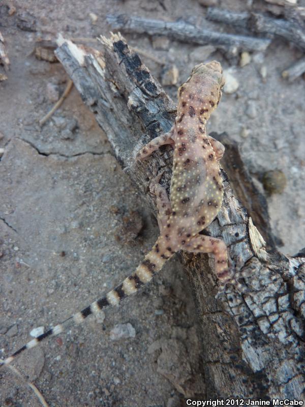 Mediterranean House Gecko (Hemidactylus turcicus)