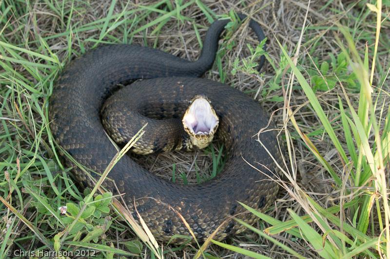 Western Cottonmouth (Agkistrodon piscivorus leucostoma)